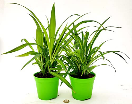 POWERS TO FLOWERS - CHLOROPHYTUM VERDE, FALANGIO, 2 PIANTE VASO 13CM, piante vere