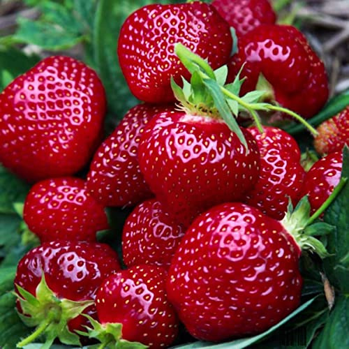 Lot de 10 Plants de Fraises Dessert Honeoye Très Précoces - Fraises Délicieuses - Plants de Fraisiers - Plants de Fraisiers - Fruits Sains - Résistants - Facile à Cultiver - pour Jardin et Balcon