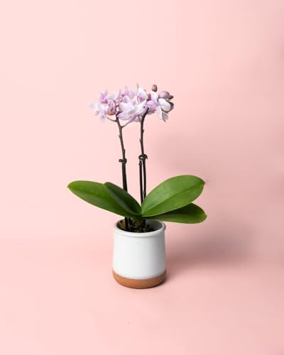 Orquídea Pink | Mini Planta Natural | Pur Plant