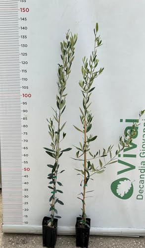 N.2 PIANTA DI ULIVO FRANTOIO IN VASO ALTEZZA 80/100 cm ANNI 1
