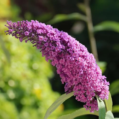 GreenboutiQ - Schmetterlingsflieder Winterhart - Buddleja davidii Pink Delight - Blüte Rosa - 1 Pflanze - Laubabwerfend - Schmetterlingsanziehend - Topf 17cm Höhe 25cm
