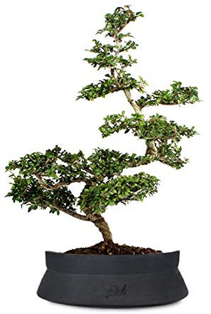 Bonsai di Zelkova Altezza 40 cm, Pianta Vera, per Interno ed Esterno, Vaso Artigianale di Terracotta - Nero Space