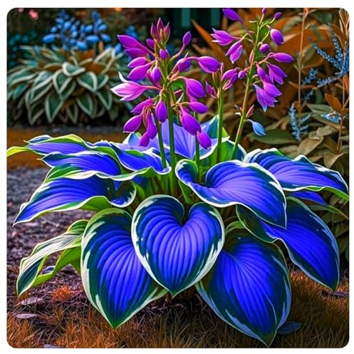 Miste,Bulbi di hosta,Radici Selezionate di hosta in vaso,Resistenti al freddo e all'ombra,Decorazione di giardini e Balconi.-4Rizoma-F