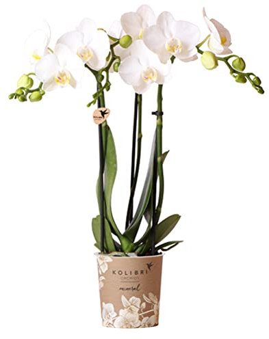 Kolibri Orchids | weiße Phalaenopsis-Orchidee - Amabilis - Topfgröße Ø9cm | blühende Zimmerpflanze - frisch vom Züchter