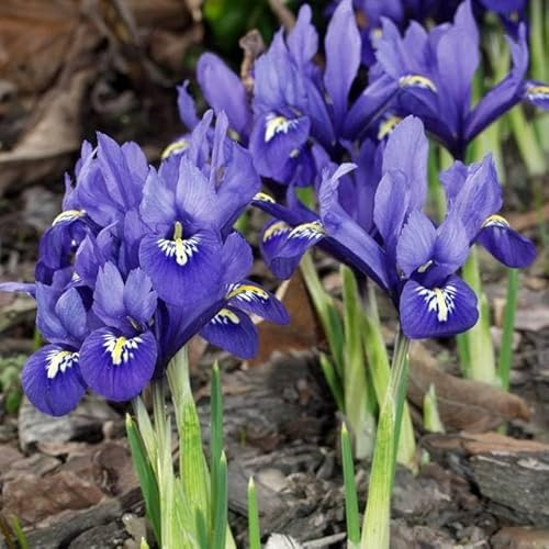 Iris Schwertlilien Mehrjährig Winterhart Blumenzwiebeln Knollen Viele Farbe und Sorte zur Auswahl Mix Sibirica Zwerg Pflanzen (Iris reticulata Harmony 10 Stk.)