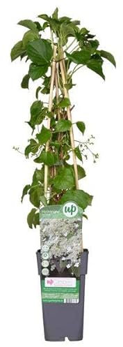 Ortensia da arrampicata – Ortensia petiolaris – Ø 15 cm – 65 cm