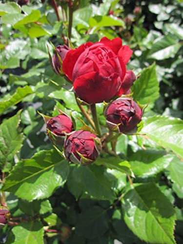 Beetrose Red Leonardo da Vinci ® - Romantic-Rose
