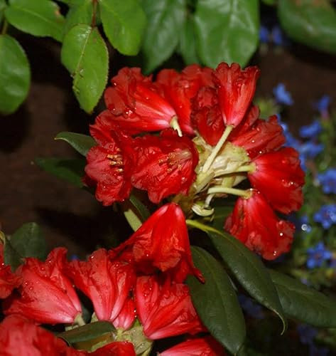 INKARHO - Großblumige Rhododendron Frühlingsglühen® 30-40cm - Alpenrose