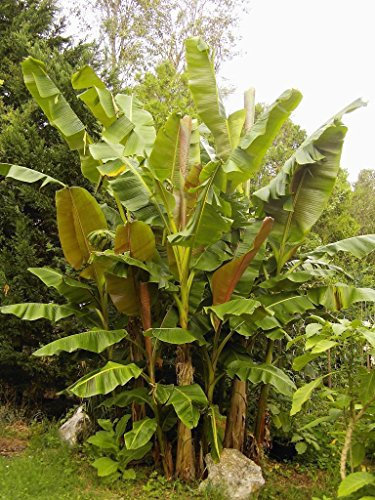 Musa sikkimensis HARDY BANANEN Exotische Samen!