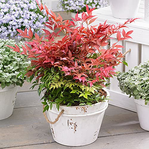 YouGarden Nandina Domestica 'Obsessed', Evergreen Creamy Pink Garden Plant, Established Plant in 15-17cm Pot, Approximately 40cm Tall and Ready to Plant