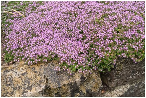Stauden Gänge 10 x Thymus praecox 'Pseudolanuginosus' Wolliger Thymian | Immergrüner Bodendecker für Sonne, Blüte Mai bis Juli, mehrjährig, 9x9 cm Topf