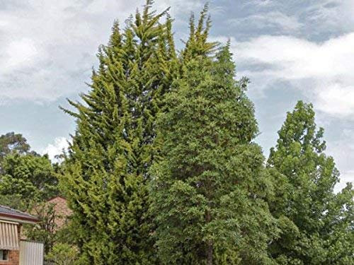 5 Semi di Cupressus torulosa Cipresso