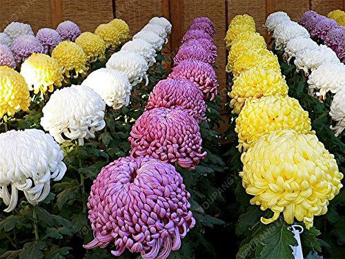 Seeds 50 Aster semi Chinese Chrysanthemum Ornamental Seeds of Flowers Beautiful vase Plants for The Garden Planting White: Only Seeds