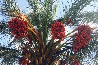 Fuchsschwanz Palma Wodyetia bifurcata Fresca 15 SEMI ENORMI VIABLE cresciuto con Aloha