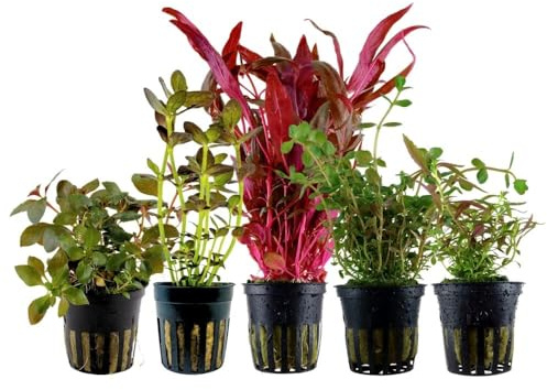 AquaOne Aquarium Pflanzen I 5x Wasserpflanzen I Bunte Aquarienpflanzen I Alternanthera Bacopa Rotala Ludwigia I Set mit 5 bunten Topf Aquariumpflanzen