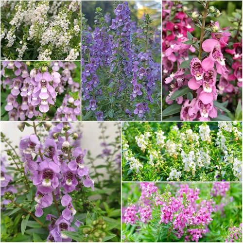 semillas de angelonia - semillas pradera exóticas de balcón silvestres jardin 550pcs