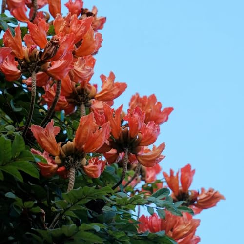 tulpenbaum immergrüne winterhart, ausgefallene geschenke tulpenbaum minigarten sträucher winterhart 150samen
