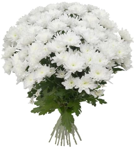 Bouquet de Crisantemos Blancos con 100 Flores Naturales de Alta Duración Margaritas Blancas Flores Frescas
