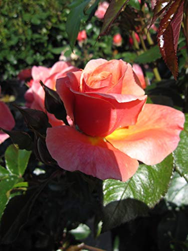 Beetrose Melusina ® - Rosa Melusina ® - Tantau Rose