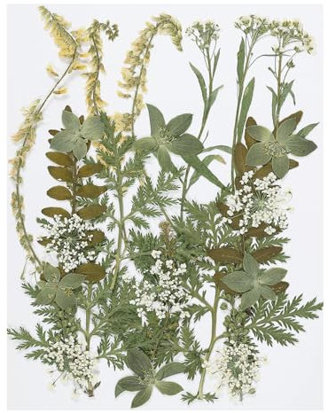 PATIKIL Dried Pressed Flowers, Natural Dried Flower Leaves for DIY Art Crafts, Green Series