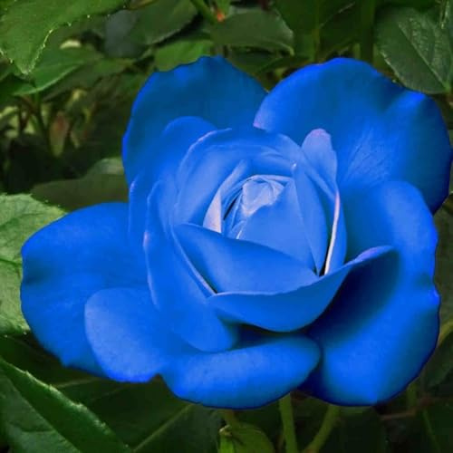 Rosa de exterior/Rosa perenne/Fragante, florece todo el año/Perenne resistente-1 ROOT-H