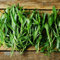 semillas de estragón perenne resistente - regalos sostenibles, plantas vegetales, semillas de plantas de estragón, Semillas de hierbas perennes, verduras frescas, Cobertura del suelo, 150pcs