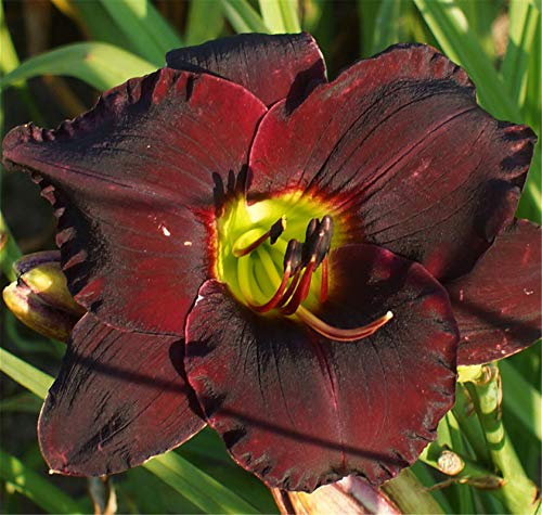 In vaso in tutte le stagioni,Pianta,Piante coltivate nel suolo domestico,issimi fiori ornamentali,Bulbi di Hemerocallis-5 Bulbi: Seeds:Seeds Only