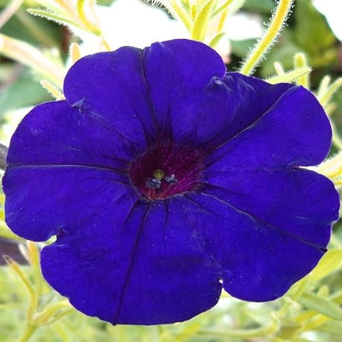 Petunia F1 Limbo Blue Pelleted Seeds - 20 Organic Flower Seed