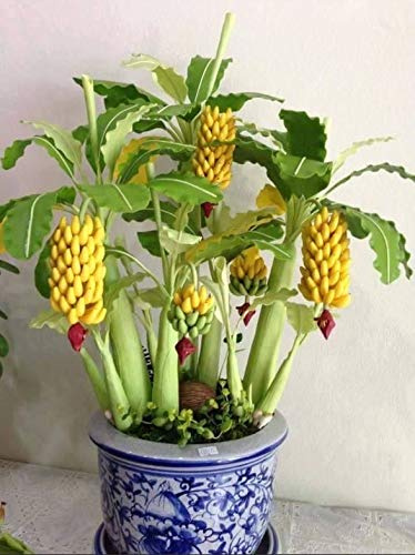 Seeds4planting - Seeds Ornamental Banana Tree Indoor Dwarf Perennial Flowers Non GMO