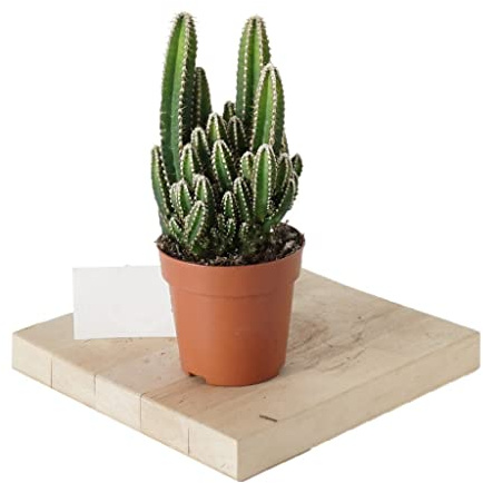 Cactus Reduce Radiaciones Planta Natural Cactus del Ordenador Cereus Peruvianus para Casa y Oficina