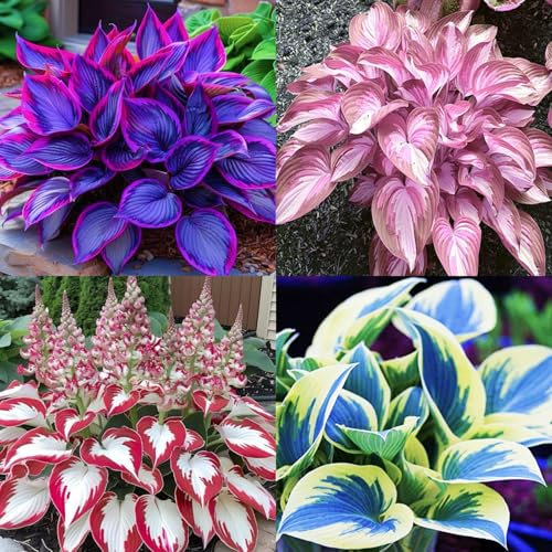 Hosta Bulbs for Slae UK/Hosta Plant Root Excellent Display Indoor Perennial Balcony Garden Bulbs Can Be Potted-6bulbs-X