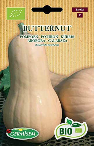 Germisem Kürbis BUTTERNUT, ECBIO4002