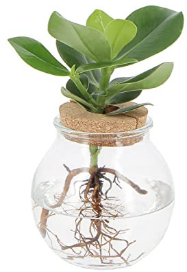 KENTIS - Clusia Pianta Idroponica - Clusia Rosea Princess in elegante Vaso di Vetro - Idrocultura - Pianta Vera da Appartamento - H 30-40 cm Vaso Ø 12 cm