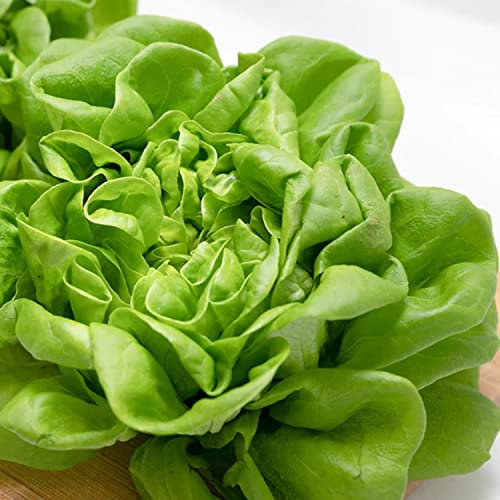Welldales 100 Butterhead Lettuce Seeds British All Year Round Grow Your Own Vegetables
