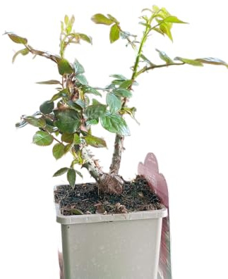 Planta Rosa Arbustiva Rosales Naturales Perfecto para Exterior