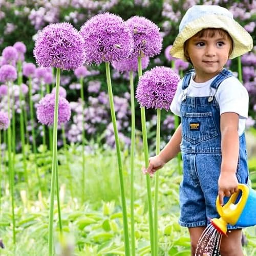 Knoblauch Kugellauch Allium Zierlauch Gigant Riesen Rosa White Blue Blau Weiß Schwarz viele Typen und Farben Wahl Zwiebeln zur Auswahl (Gladiator 3 Stk. 12/14)
