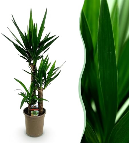 Yucca elephantipes - Yucca - Bassa manutenzione - Verde - 90-100cm - Ø21cm - Pianta d'appartamento - Sempreverde