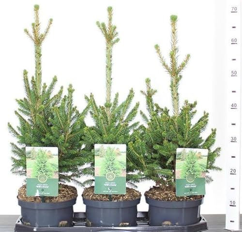 Abete Rosso, Picea Abies Peccio, Pianta in Vaso1 litro h 40/60 cm Albero di Natale Vivaio di Castelletto