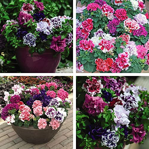 Petunia Double Orchid Flowered Garden Plant Half-Hardy Annual Flowering Garden Plants Easy to Grow Your Own 15x Garden Ready Plants by Thompson and Morgan