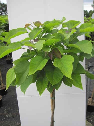 Hochstamm Kugel-Trompetenbaum Nana - Catalpa bignonioides - Stamm 80cm + Krone