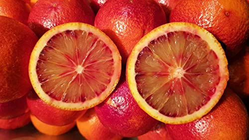 Citrus sinensis 'Sanguinea' greffé sur Volkameriana/Oranger sanguin/Conteneur de 5 à 6 litres/Tigette