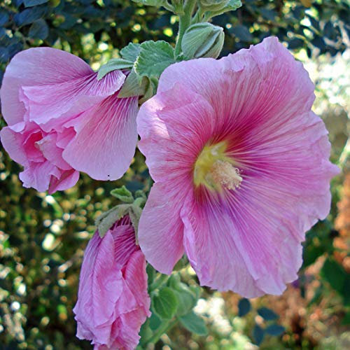 6 x Rose trémière - Alcea Rosea 'Rosea' - Godet 9x9 cm - Fleurs roses, attire les papillons