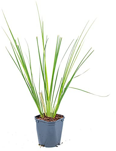 XL Cortaderia 'Pumila' - Pampasgras für 2 Stück - Outdoor-Pflanze in der Küche cm17 cm - 25 cm
