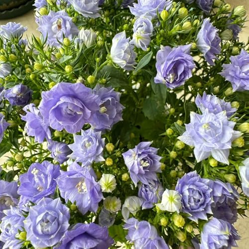 Semillas de campanilla - Campánula mediana - Las de jardín son resistentes jardín semillas de para lugares soleados 400pcs