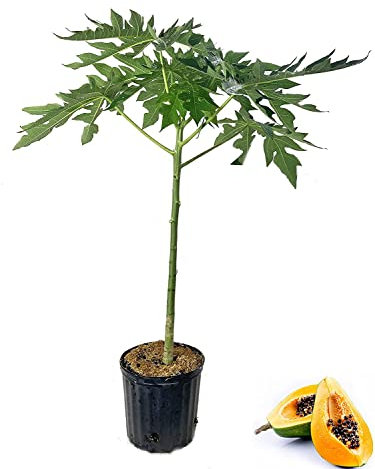 Árbol de Papaya PREMIUM Planta Natural Árbol Frutal