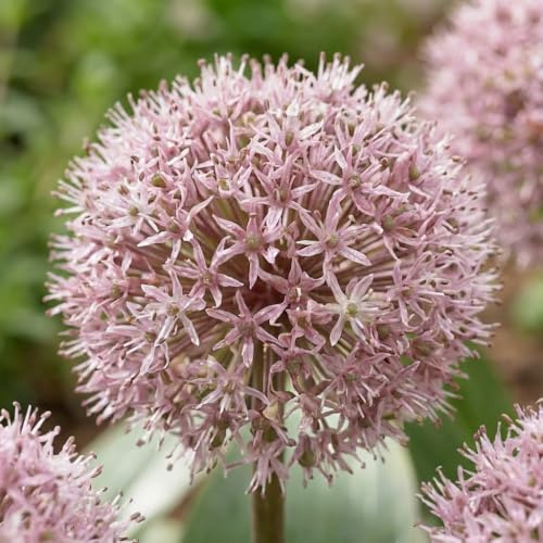 Allium Karataviense - Förpackning med 5 Lökar - Jättelök Giganteum
