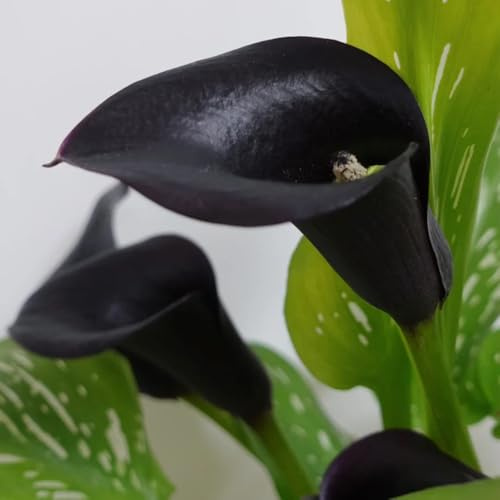 CallaZwiebeln, Calla Lilien, blumenzwiebeln winterhart Zantedeschia aethiopica, topfpflanzen draußen winterhart 12Zwiebeln