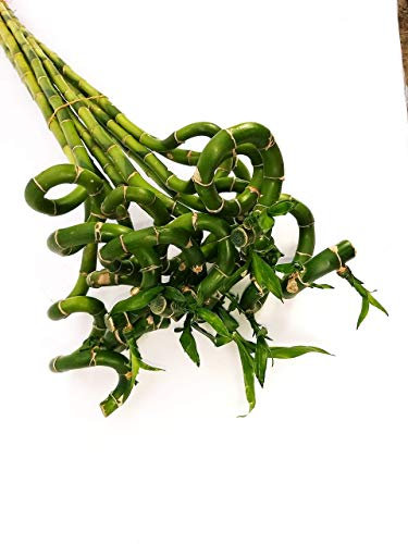 POWERS TO FLOWERS - LUCKY BAMBOO, 10 PEZZI LUNGHEZZA 80CM A SPIRALE, Pianta Vera