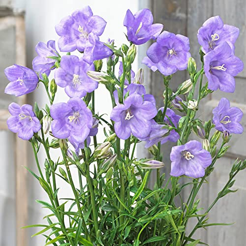 Campanula Takion Blue | Perennial Plants | Outdoor Garden Ready Potted Peach-Leaved Bellflower (10-20cm Incl. Pot)
