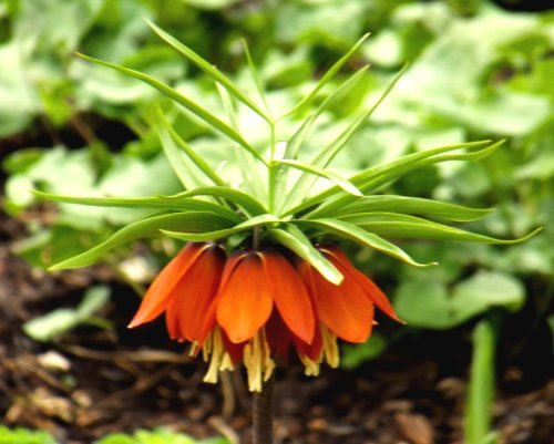 SPARANGEBOT Fritillariazwiebel : Kaiserkrone Fritillaria imperialis  Orange Beauty  10 Blumenzwiebeln 18/20